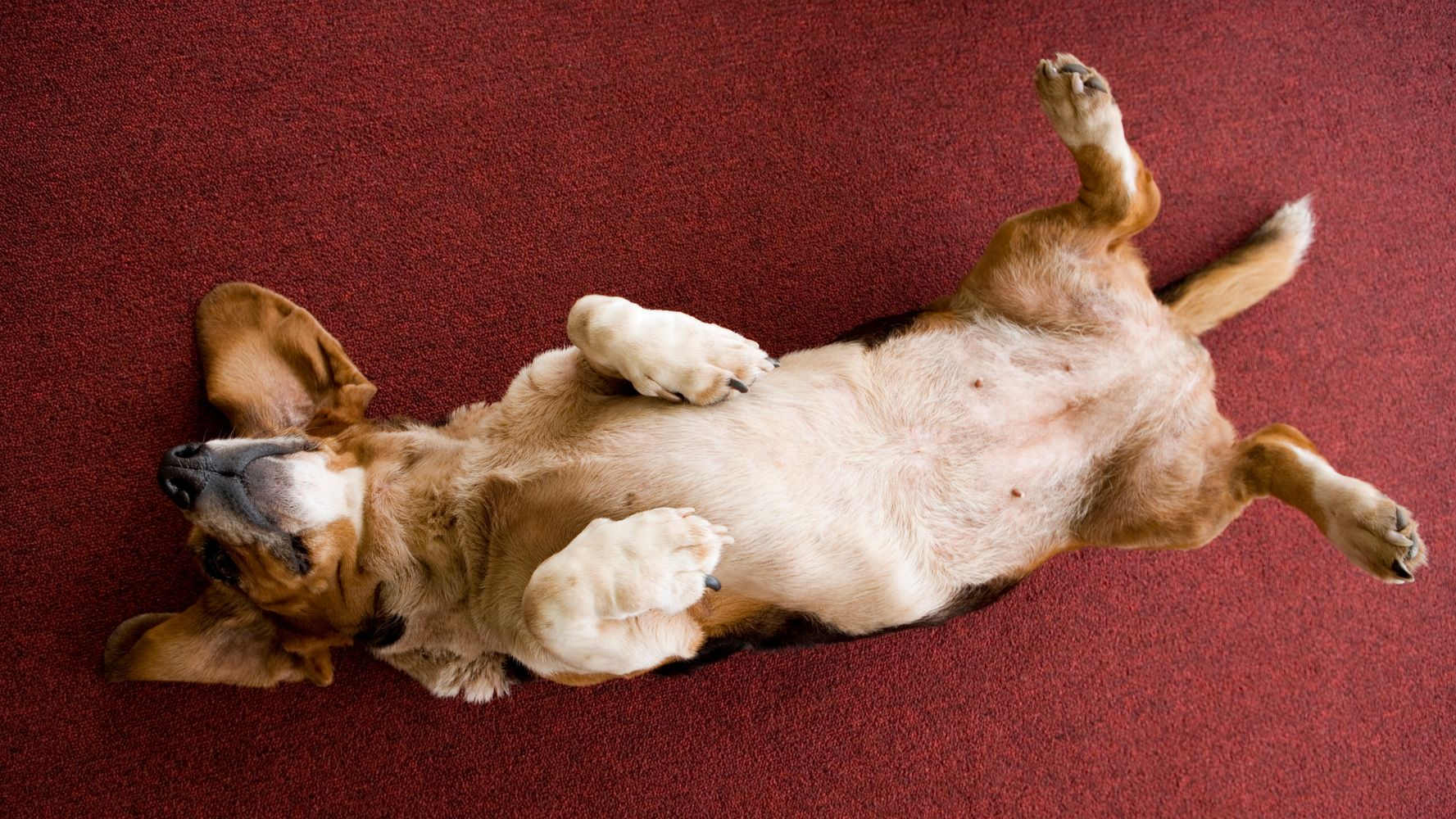 sırt üstü yatmış kahverengi köpek