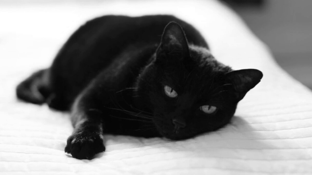 beyaz çarşaf üzerinde yatan siyah kedi