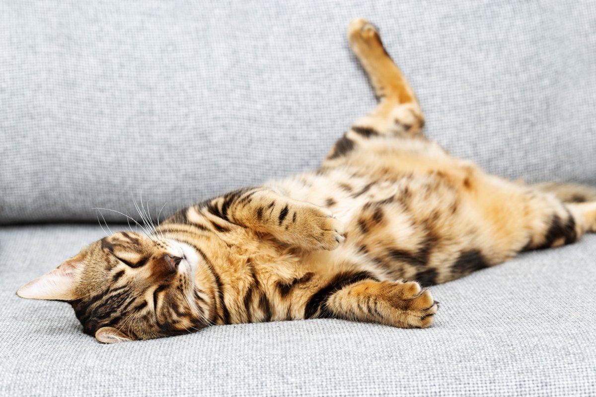 sırt üstü yatmış Bengal kedisi