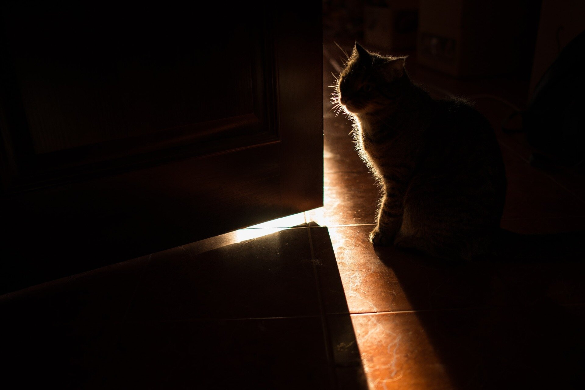 kapı kenarında karanlıkta oturan kedi