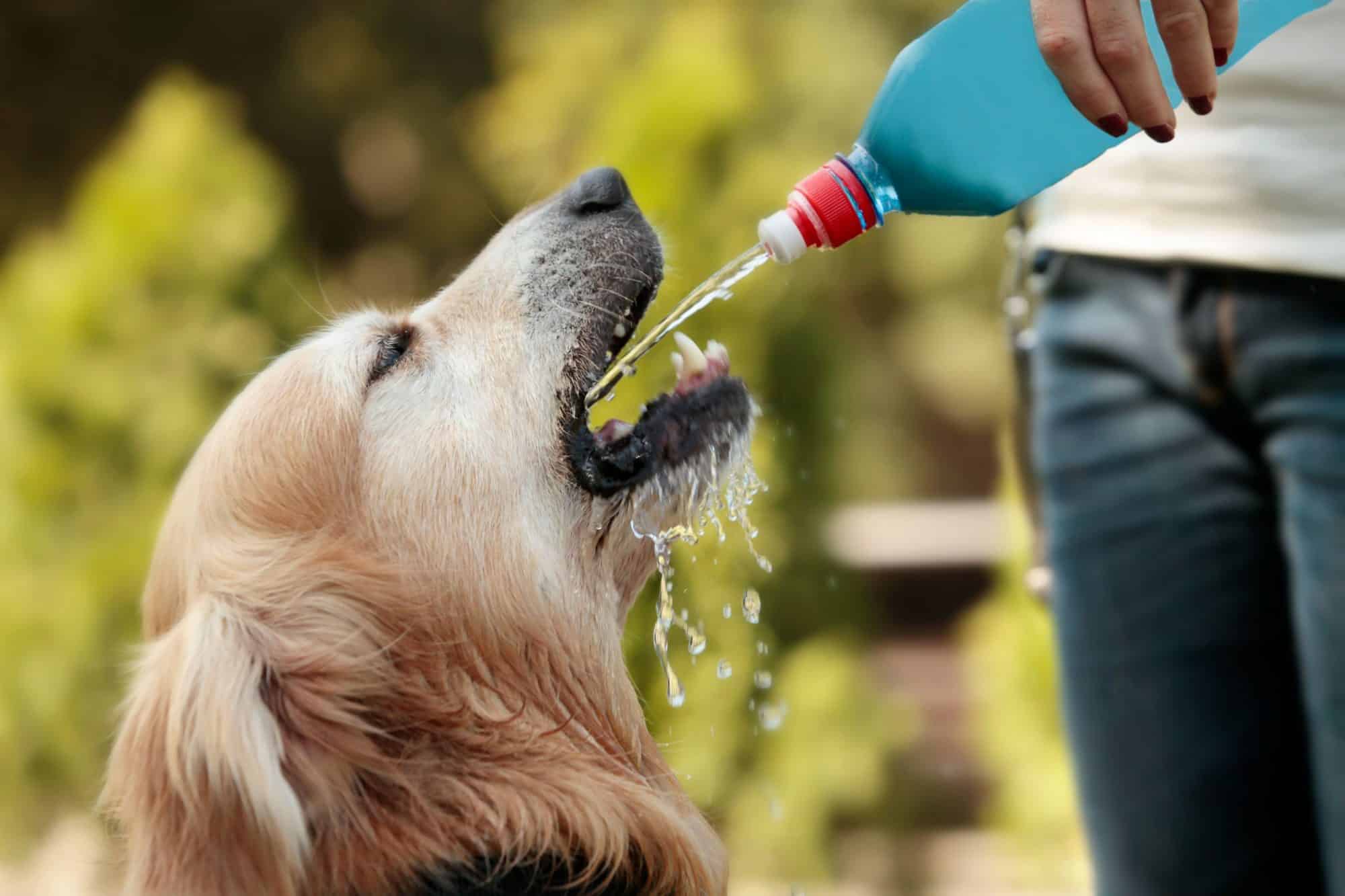 dışarıda şişeden su içen Golden Retriever cinsi köpek