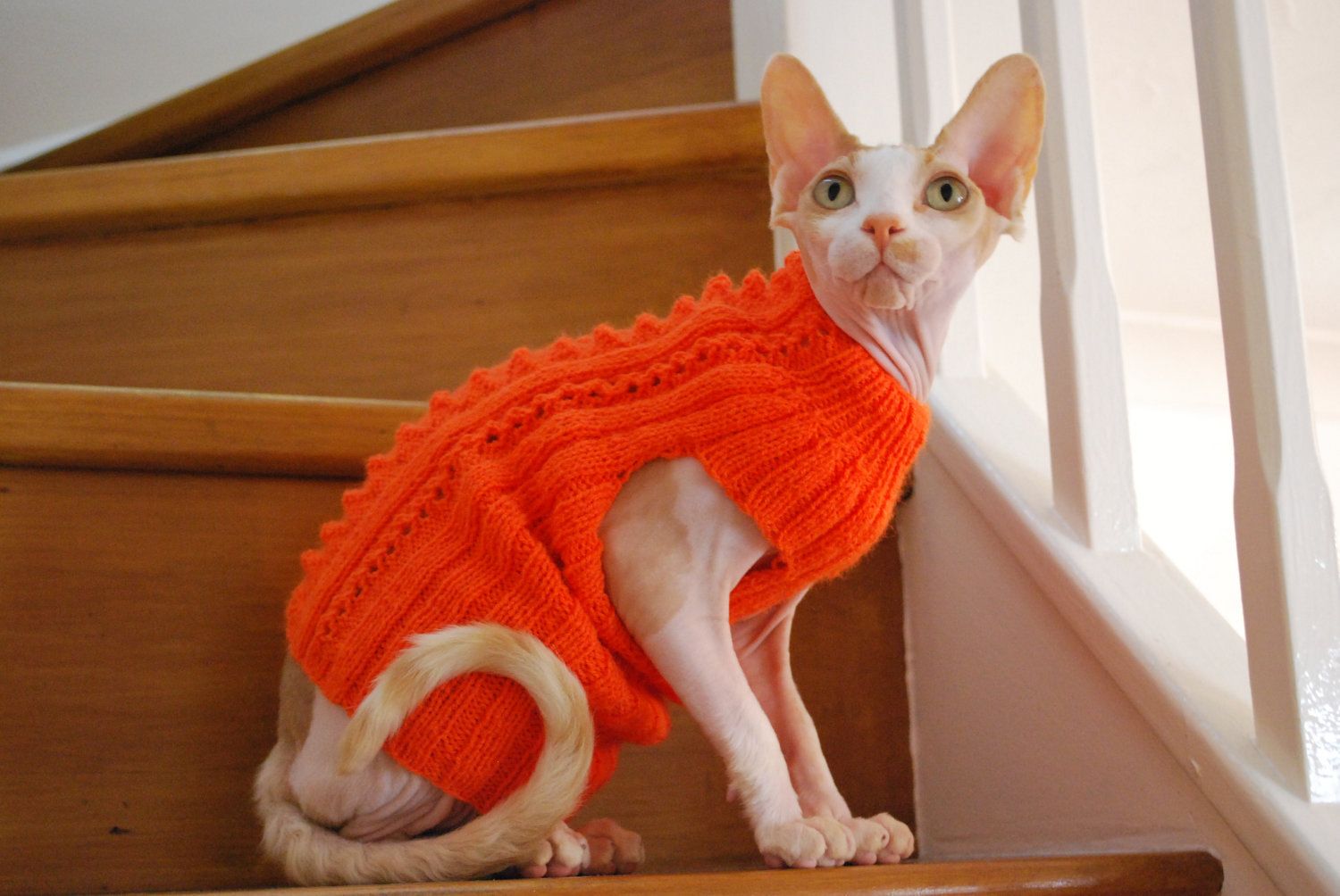 turuncu yelek giyen sfenks cinsi kedi