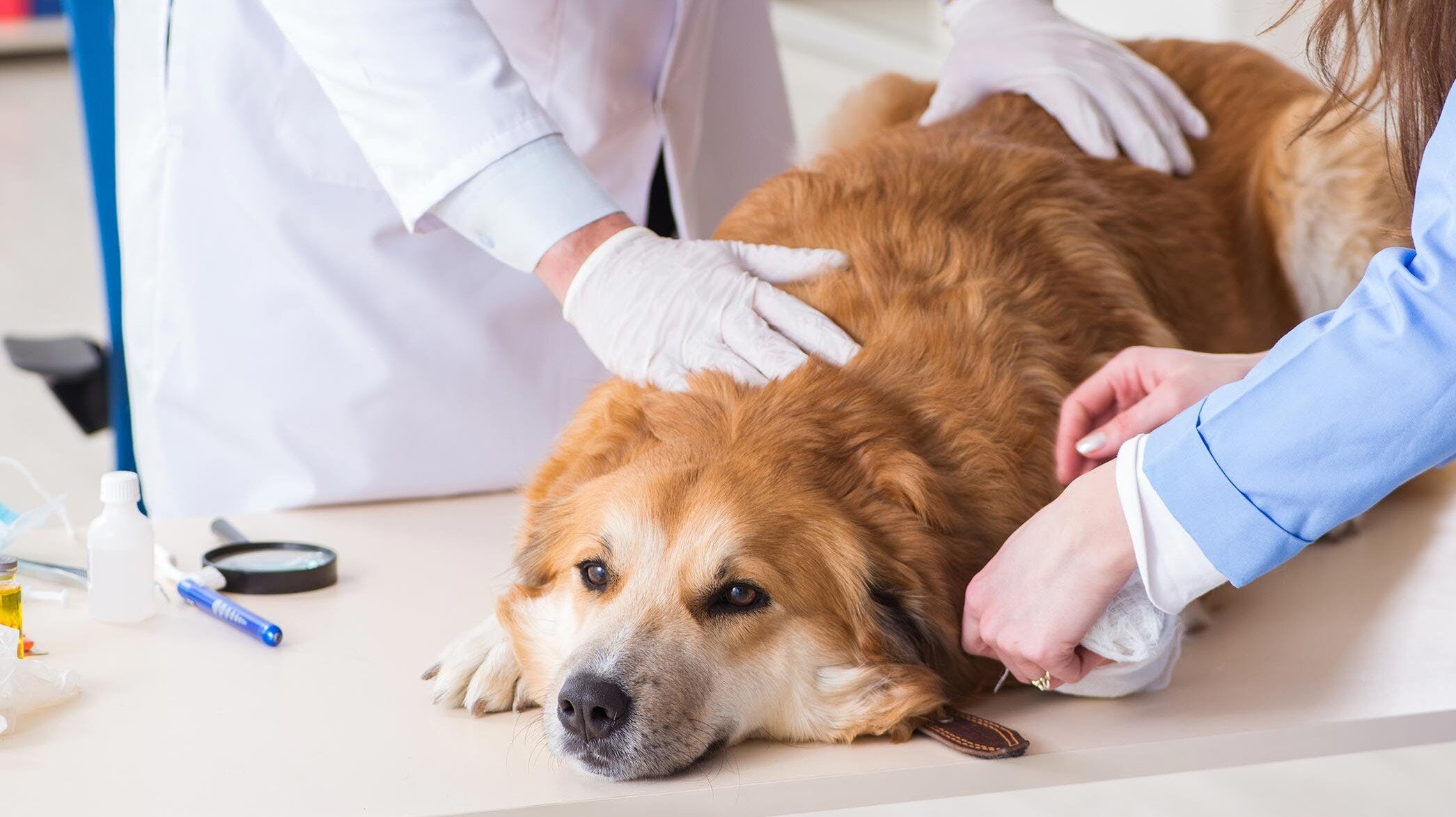 veteriner hekimler tarafından kontrol edilen köpek