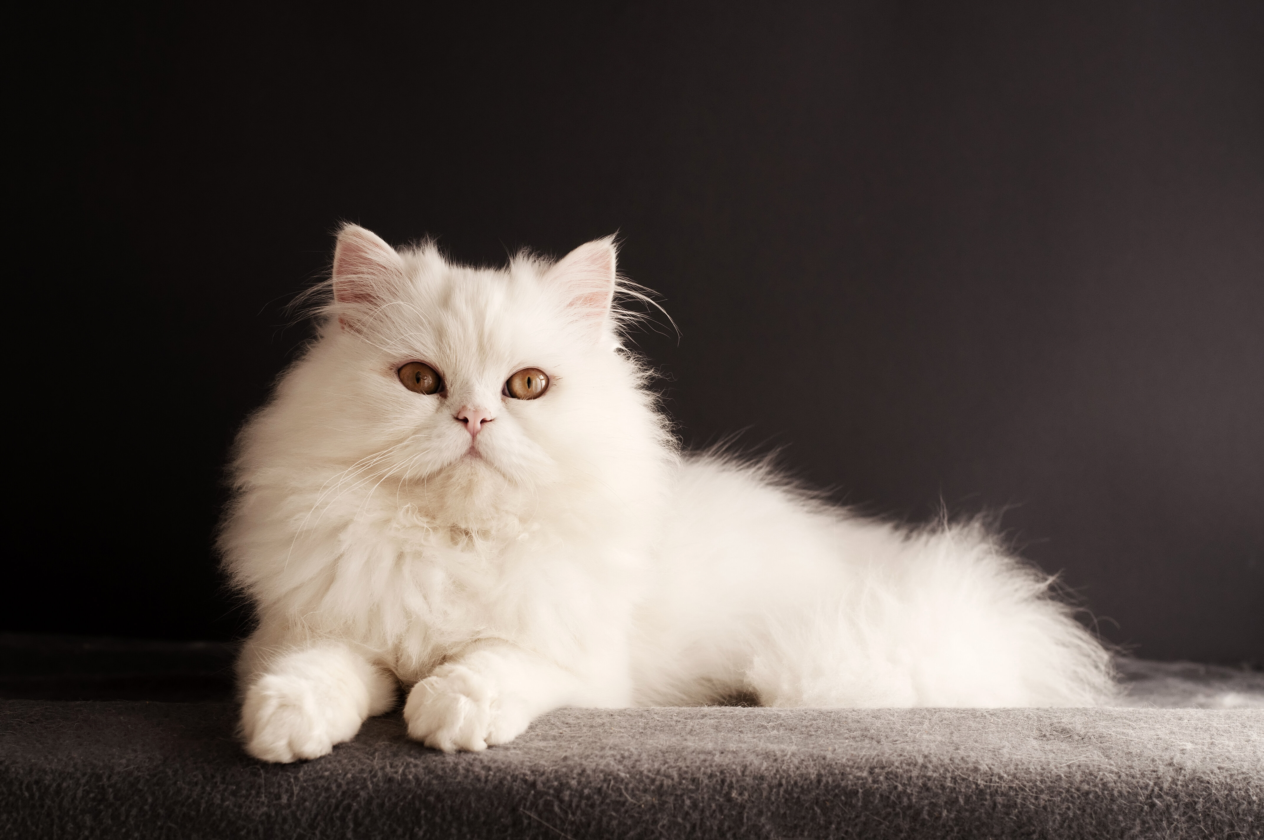 beyaz tüylü iran kedisi
