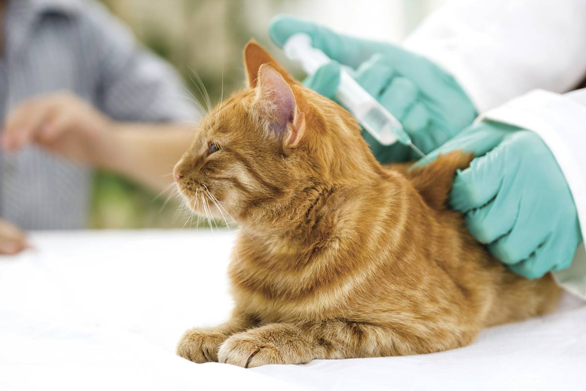 veteriner hekim kliniğinde sarı kedi iğne oluyor
