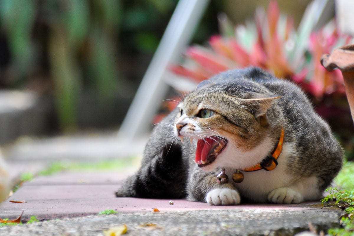 kızgın kedi