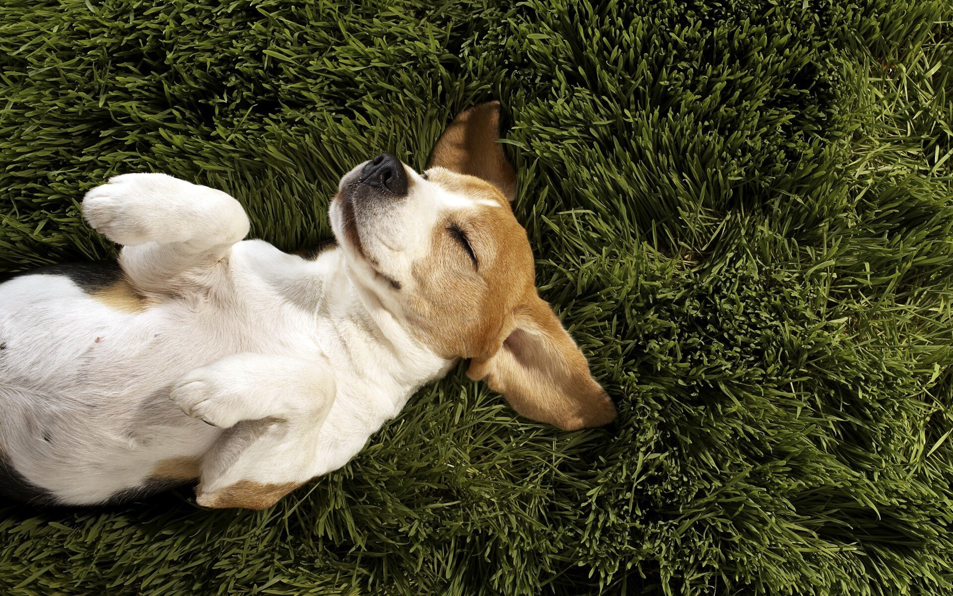 çimlerde yatan uyuyan küçük ırk köpek