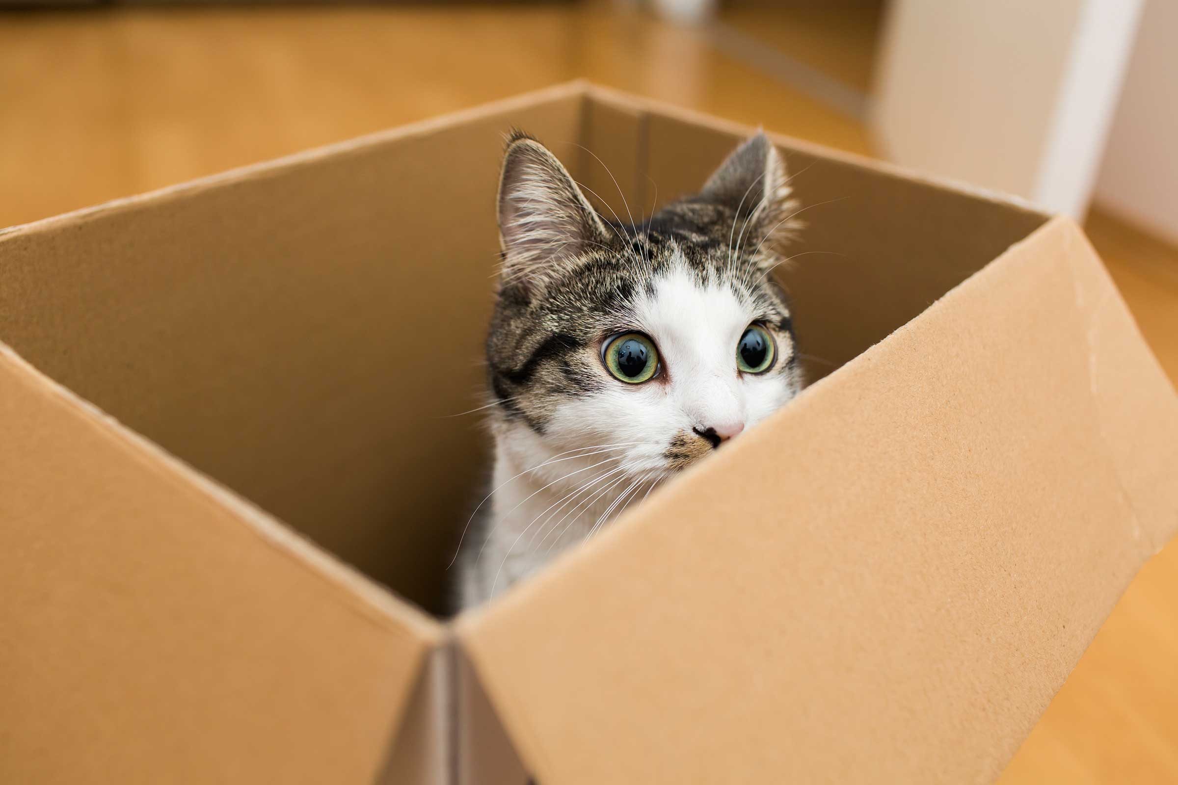 kutu içerisinde oturan kedi