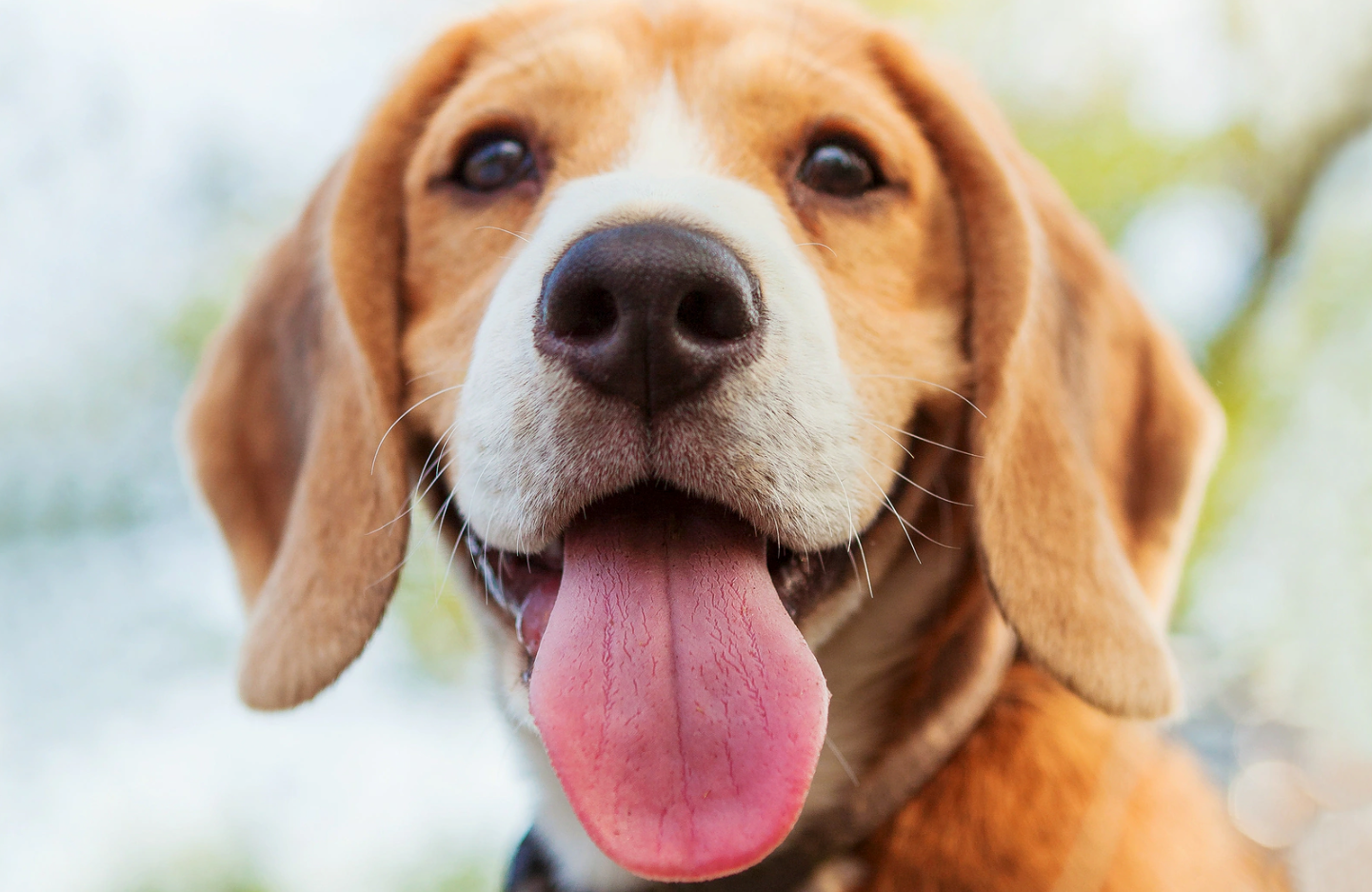 dili dışarıda Beagle cinsi köpek