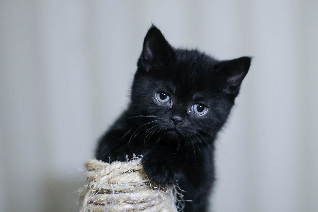 siyah yavru kedi