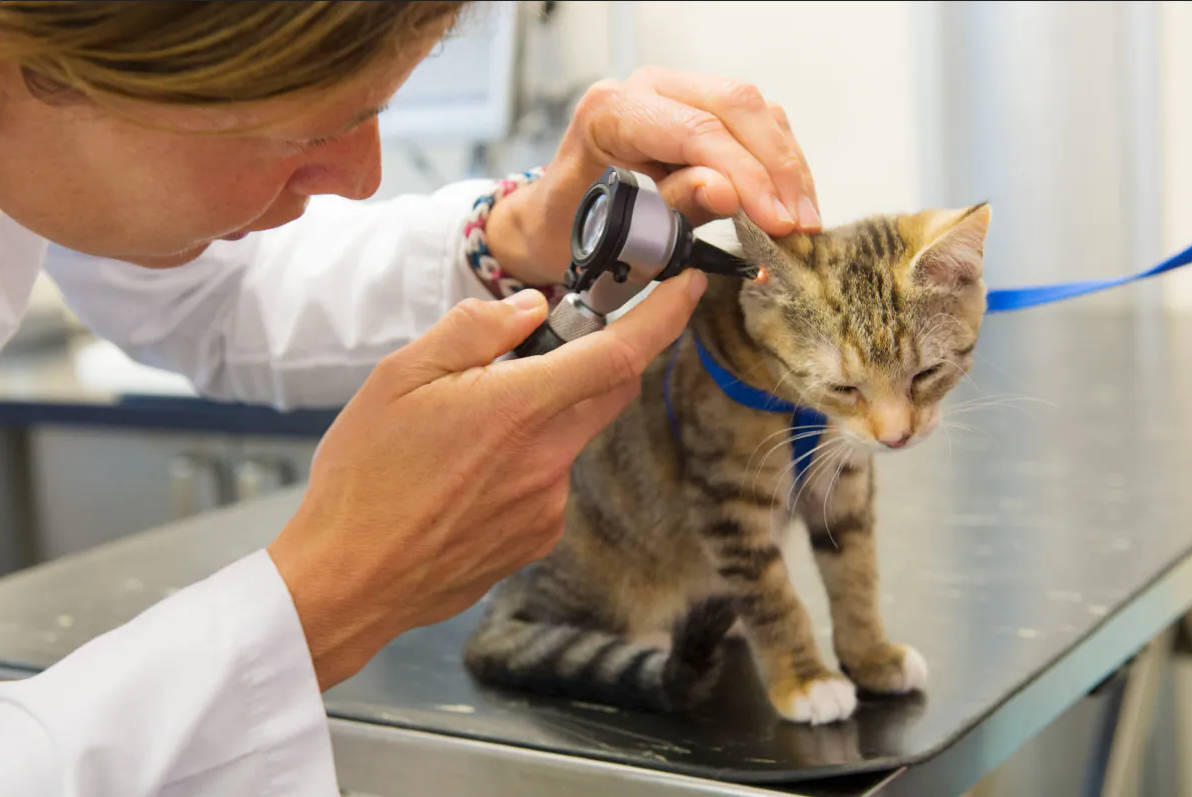 veteriner hekim kontrolünde yavru tekir kedi