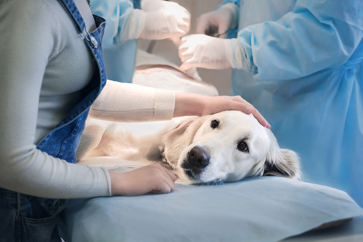 veteriner hekim kontrolünde sedyede yatan köpek