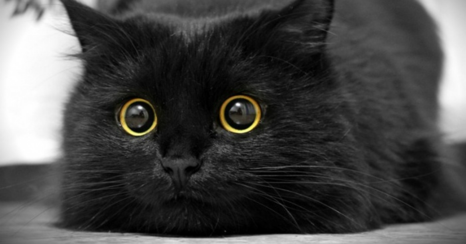 göz bebekleri büyümüş siyah renkli yavru kedi