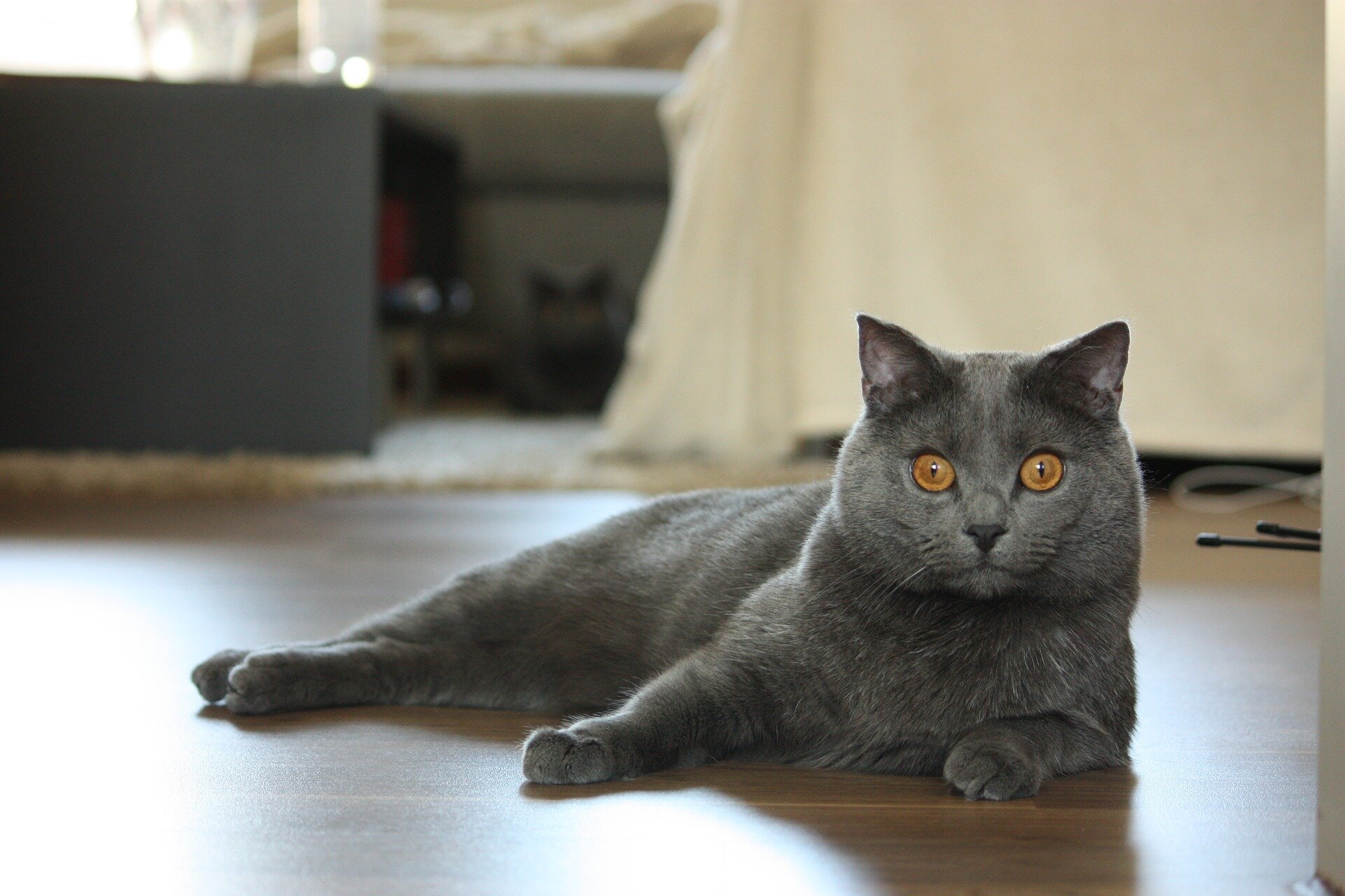 Chartreux cinsi kedi yerde oturuyor