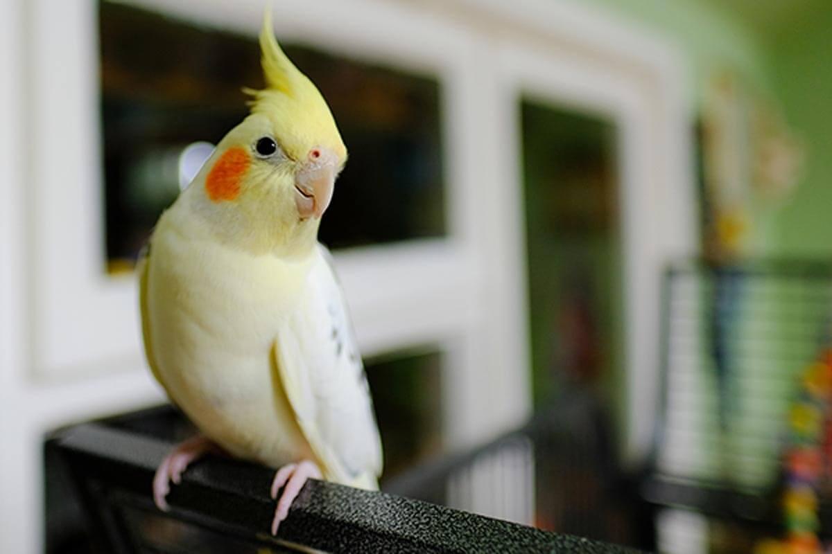 sarı renkli kafasındaki tüyler dikleşmiş papağan
