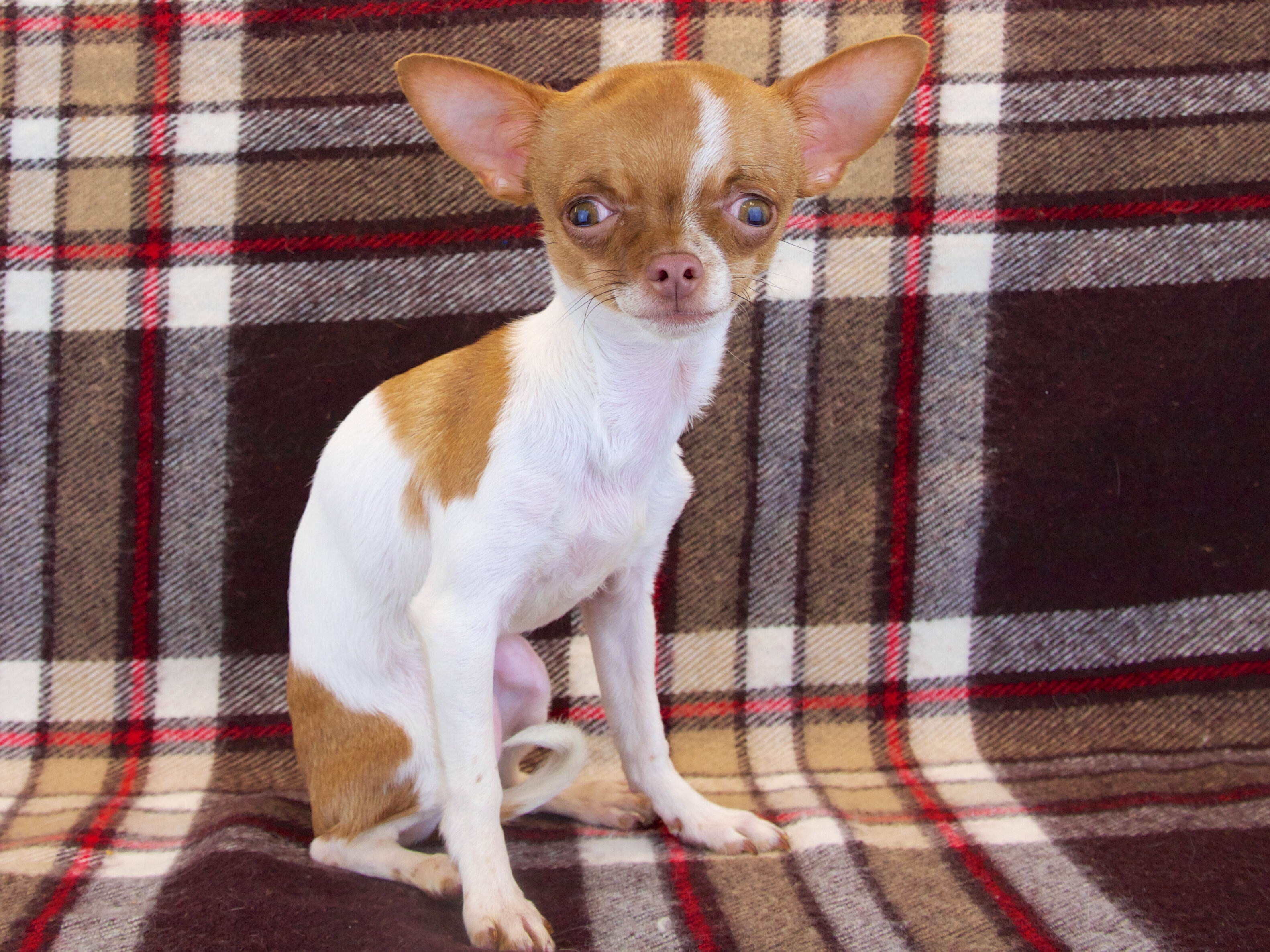 kahverengi beyaz renkte büyük kulaklı ve büyük gözlü küçük ırk oturan köpek