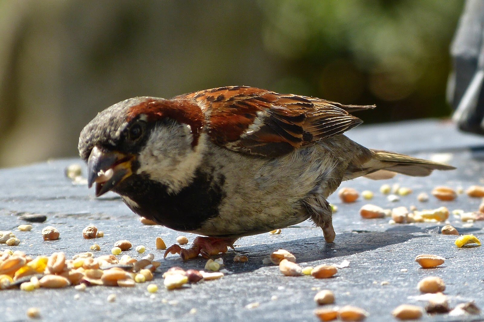 zeminden darı yiyen kuş