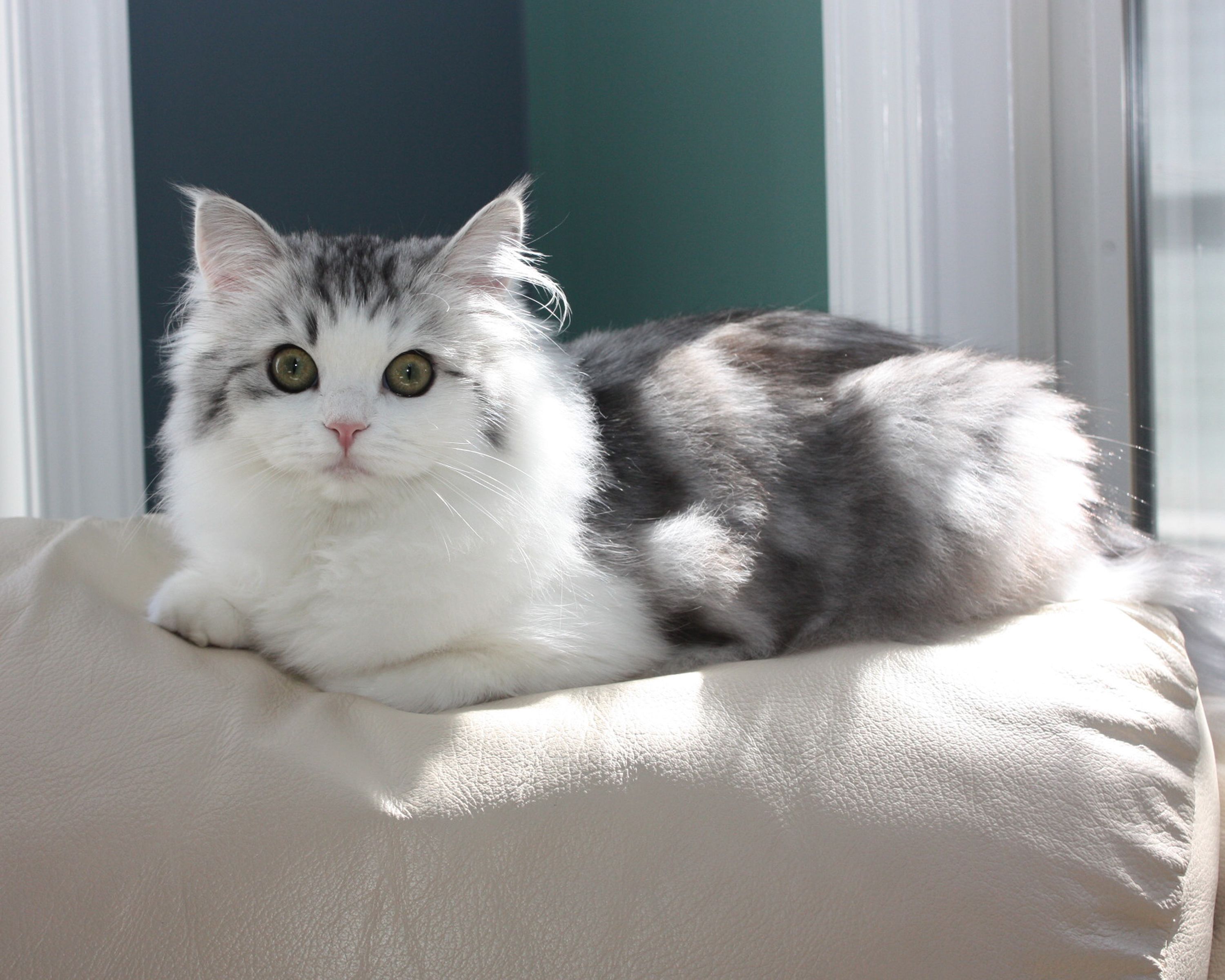 uzun tüylü kedi koltuk yastığında oturuyor