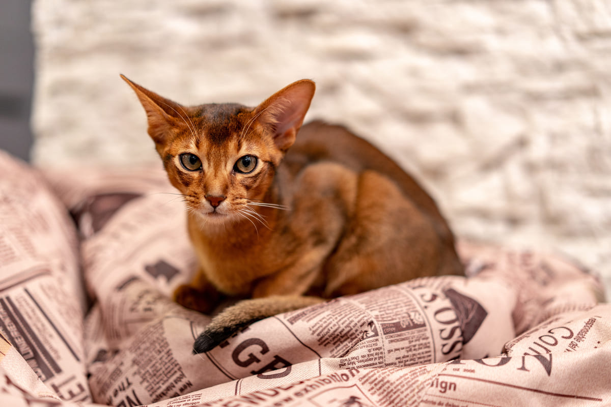 abyssinian