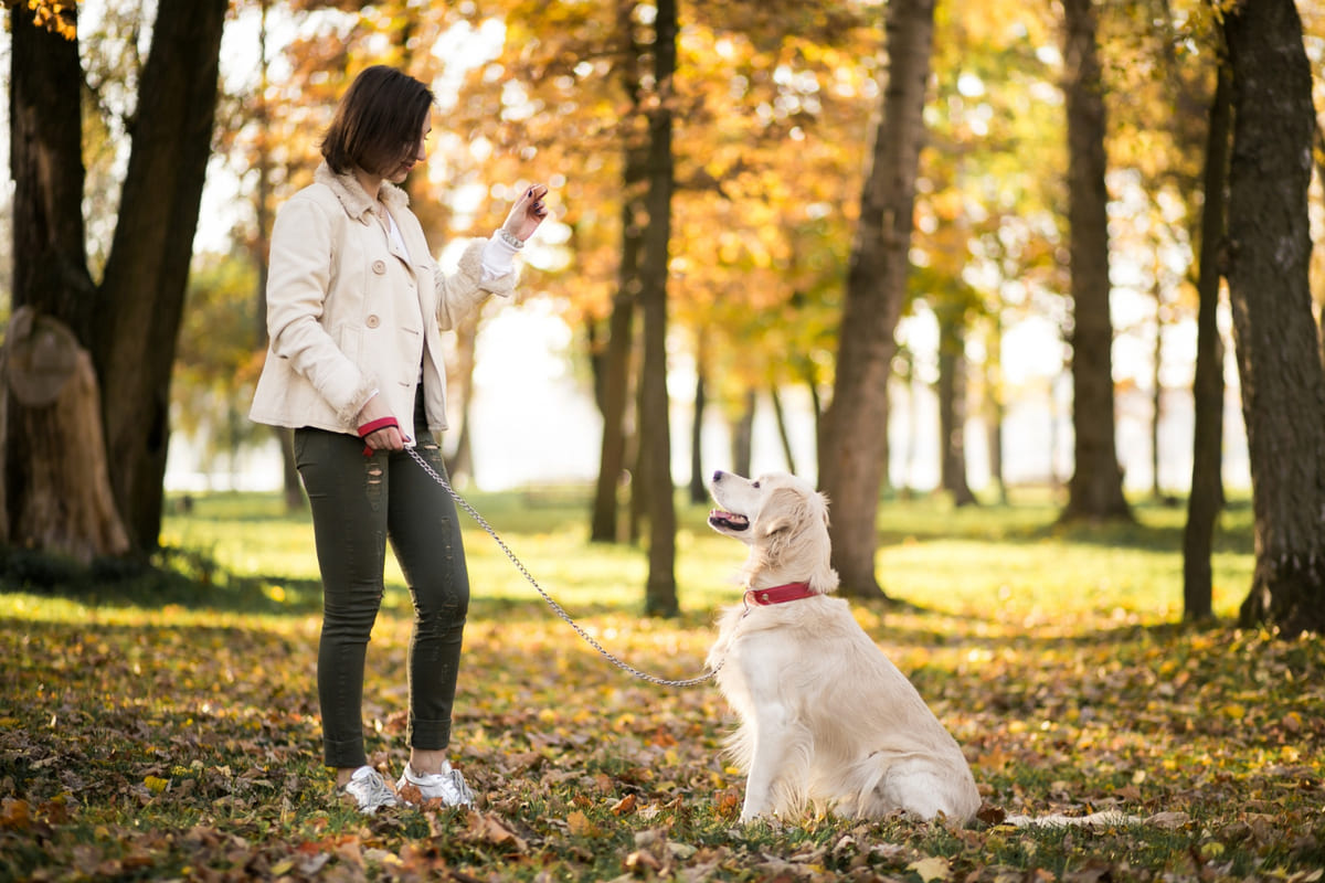 aferin komutu ile eğitim alan köpek