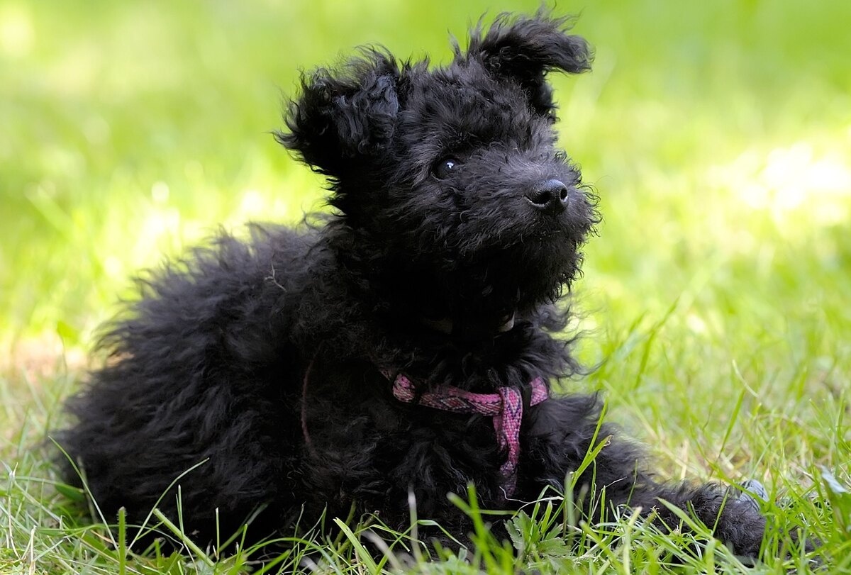 siyah kıvırcık tüylü köpek