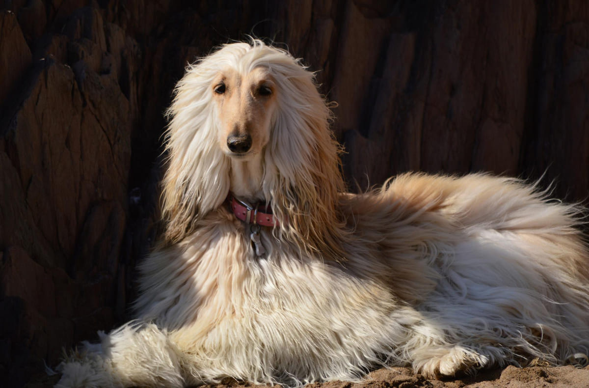 siyah fonda oturan uzun tüylü köpek