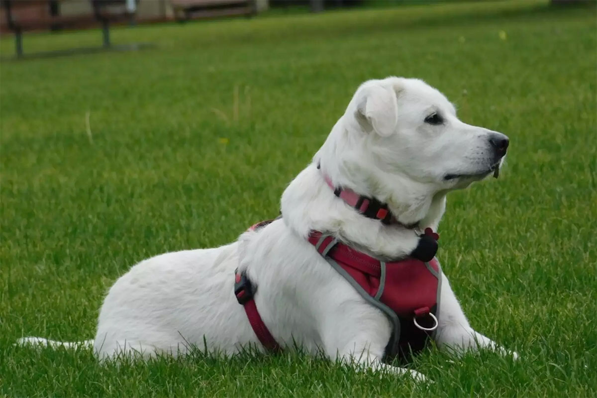 kırmızı göğüs tasmalı büyük beyaz köpek