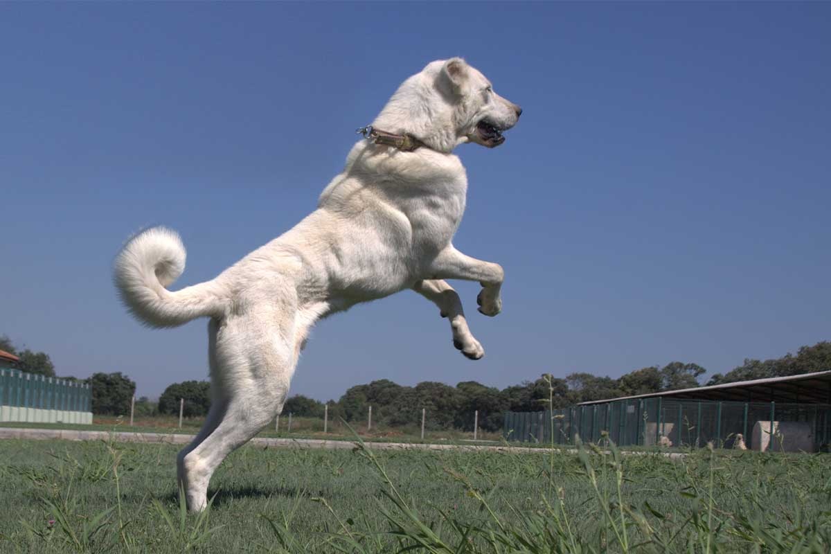 çitle çevrili bahçede zıplayan büyük köpek