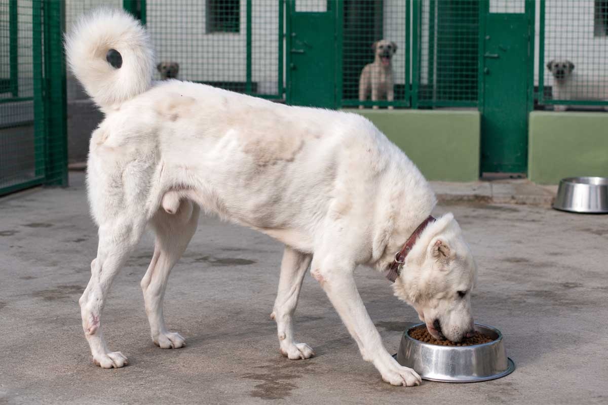 kuru mama yiyen akbaş köpek ırkı