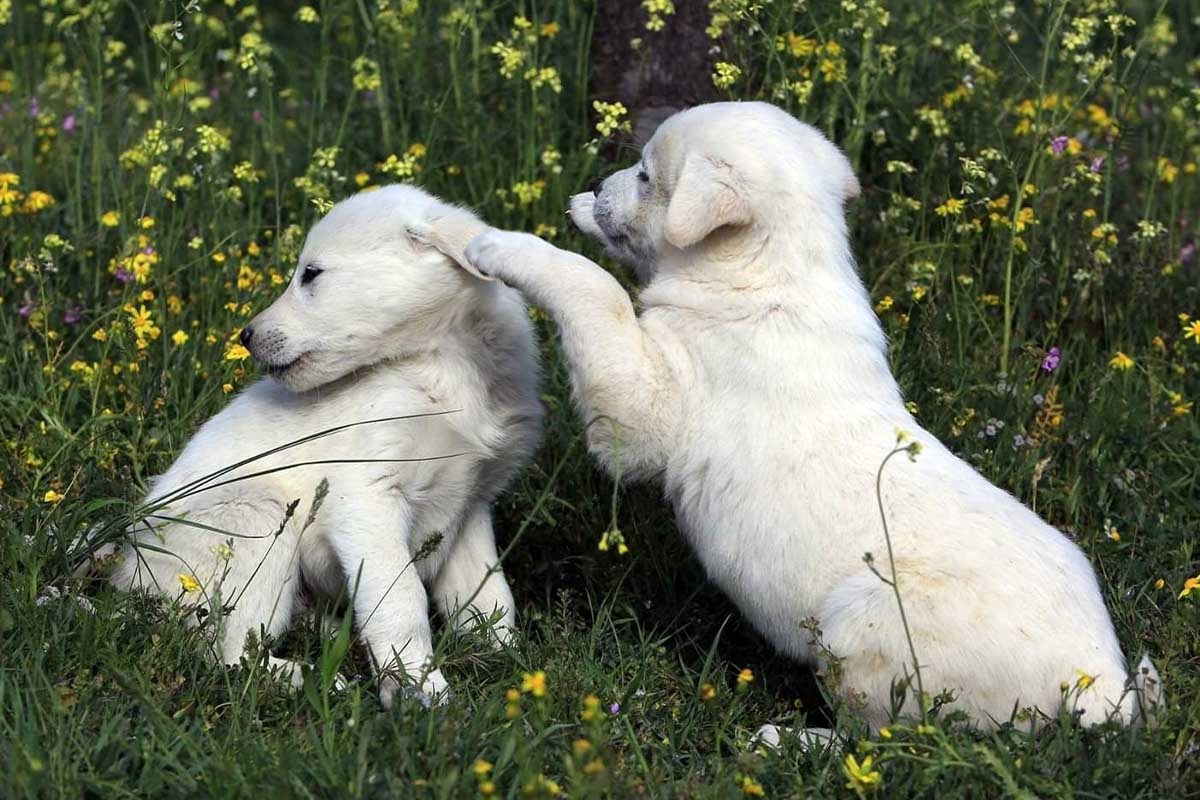 yavru akbaş köpekleri oynuyor