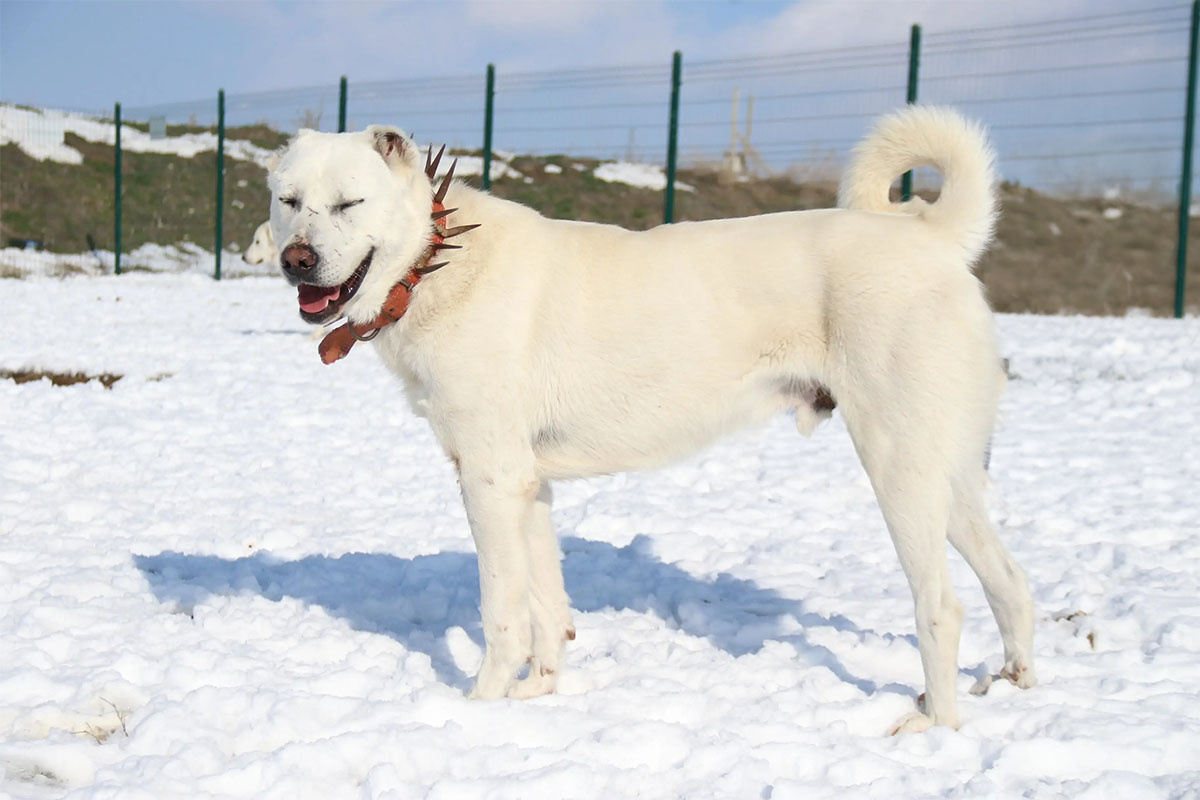 karlı zeminde ayakta duran büyük beyaz köpek ırkı