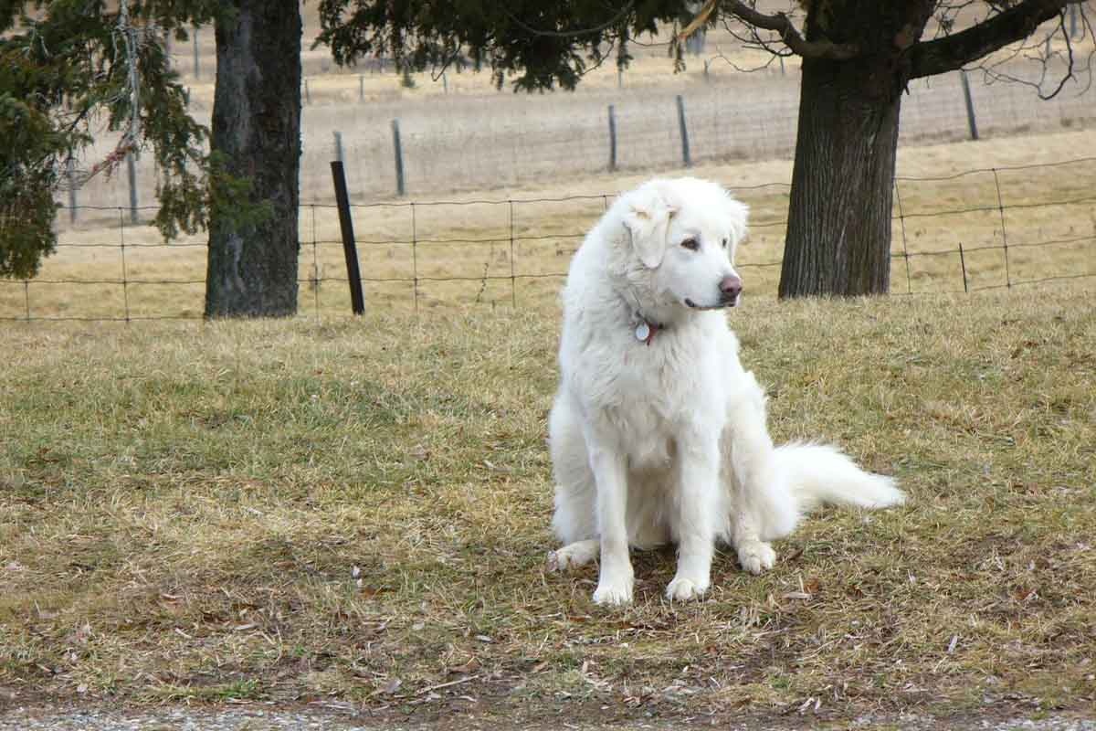 açık alanda oturan beyaz tüylü köpek