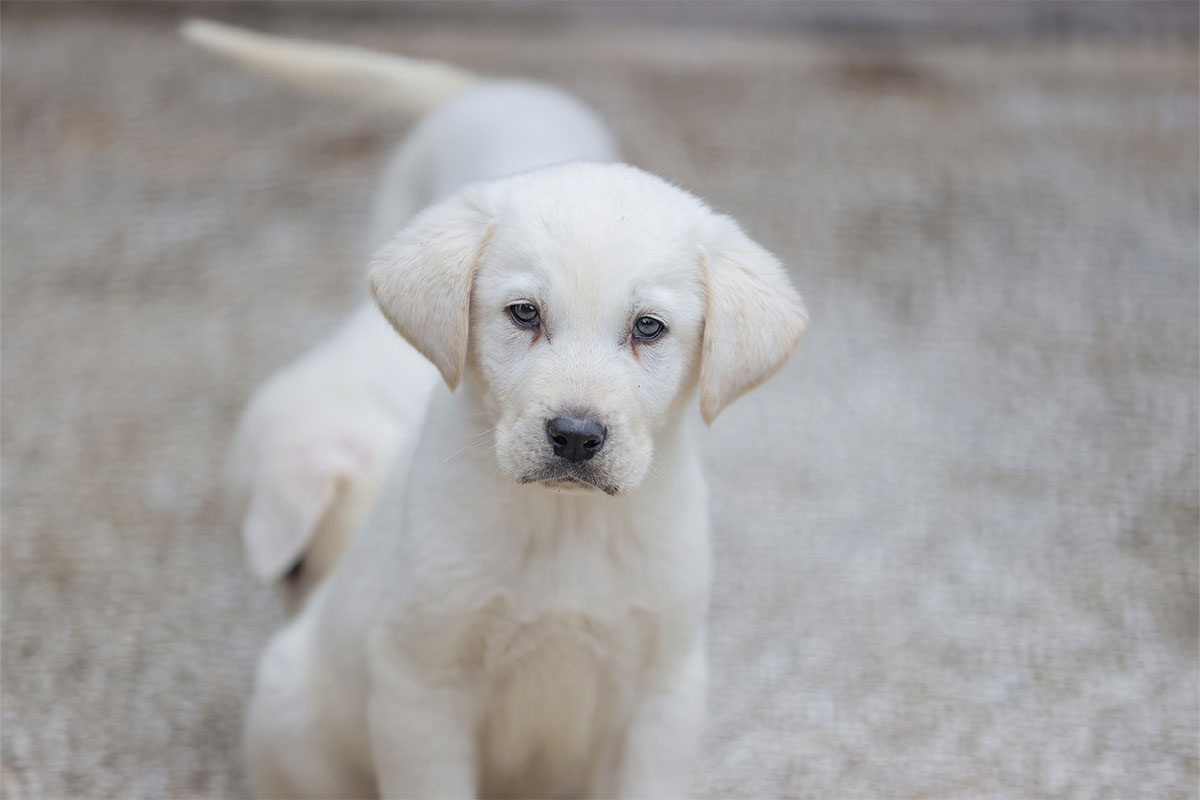 sert bakışlı, oturan beyaz yavru köpek