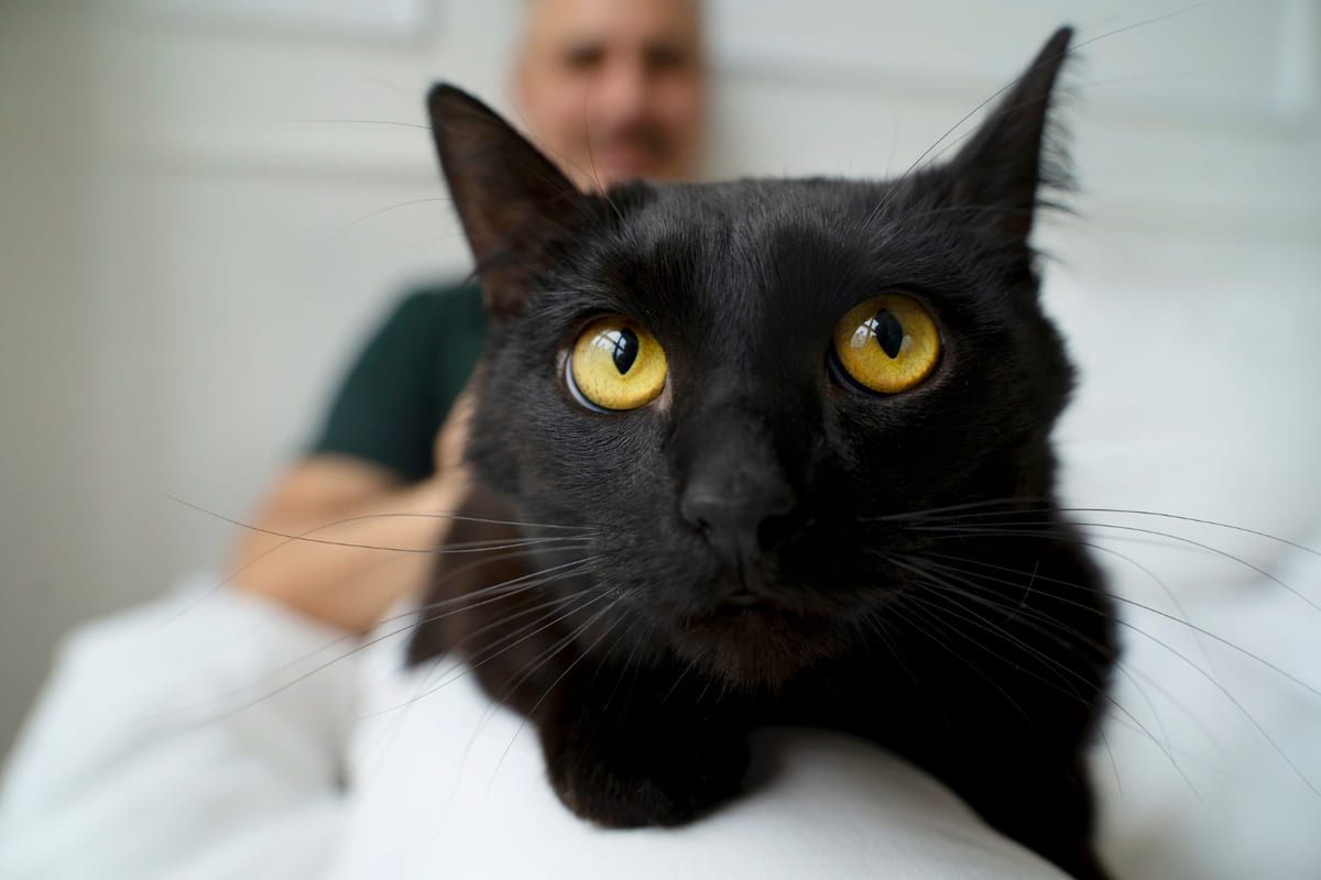 yüzü ön planda siyah kedi dikkatle kadraja bakıyor
