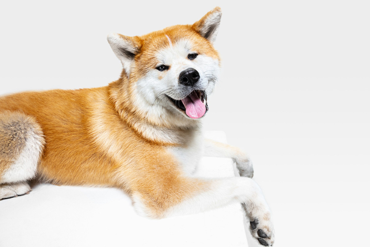 Akita Inu