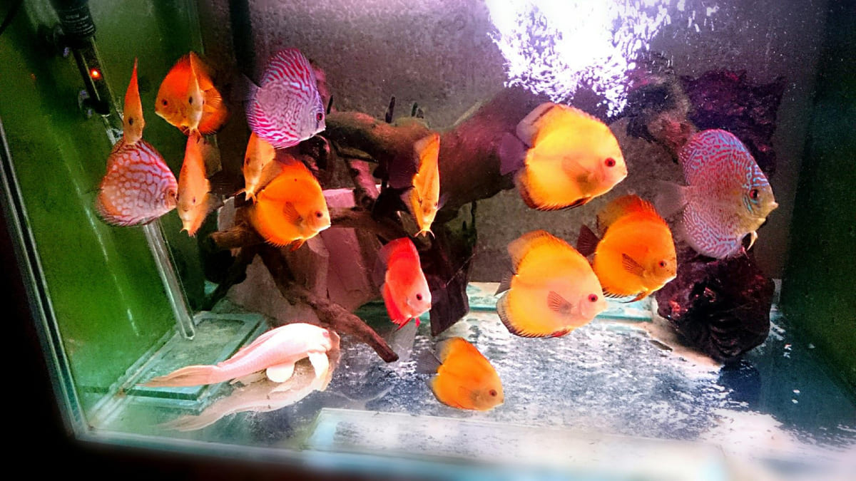 küçük ve kalabalık bir akvaryum