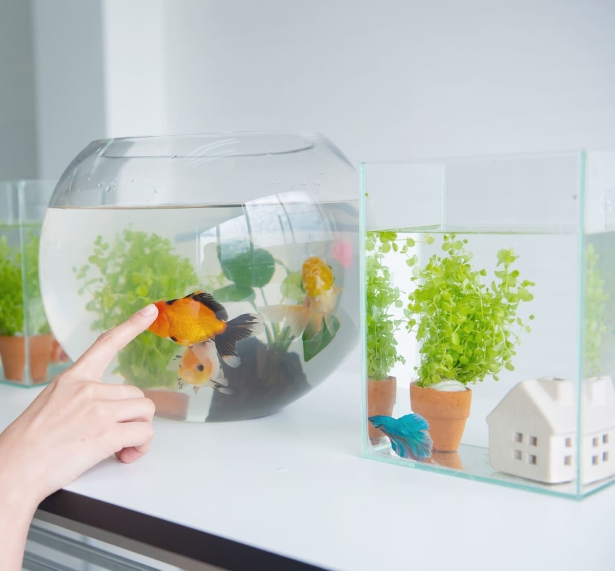 farklı fanus ve akvaryumda yaşayan balıklar