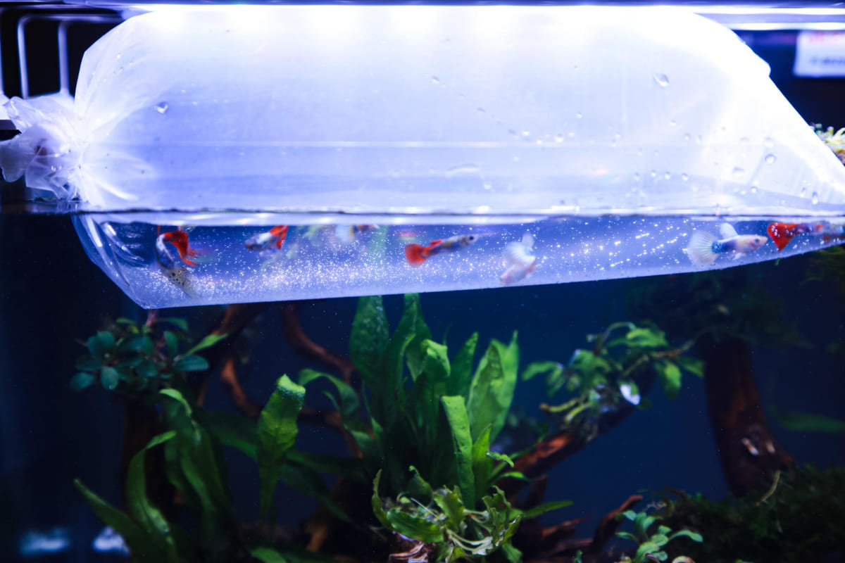 akvaryum ve adapte edilmesi için bekletilen balıklar