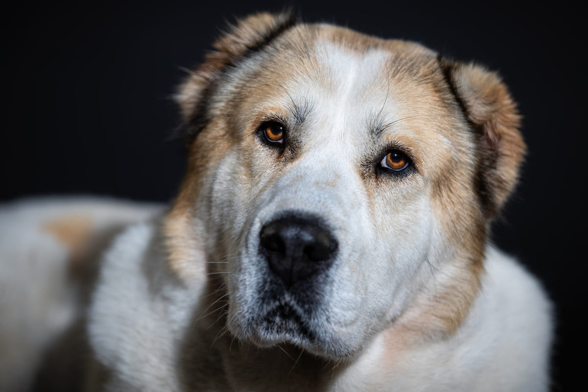 beyaz ve krem rengi tüylere sahip köpek