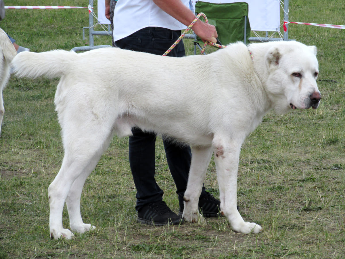 eğitmeni ile eğitim alanında zaman geçiren köpek