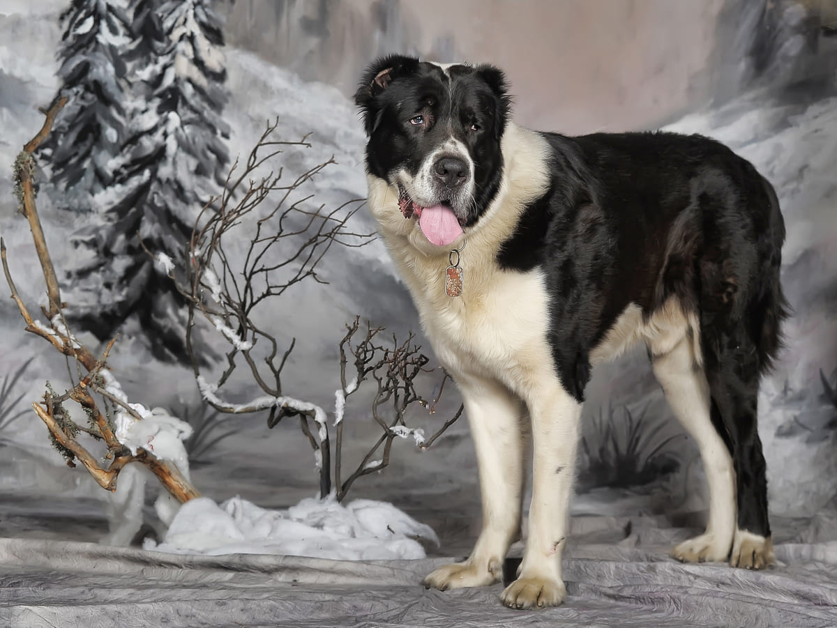 ayakta duran siyah beyaz renkli tüylere sahip köpek