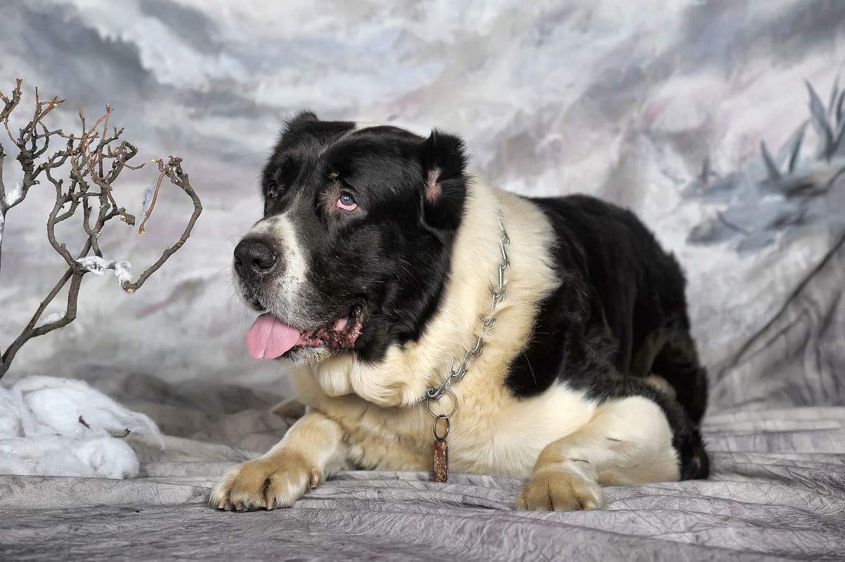 boynunda zincir tasma olan siyah beyaz köpek