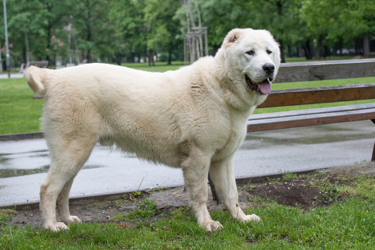 krem rengi tüylere sahip dev ırk köpek