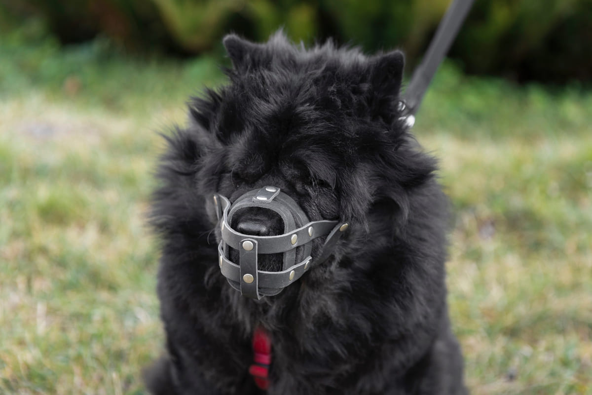 ağızlık takılı olan siyah köpek