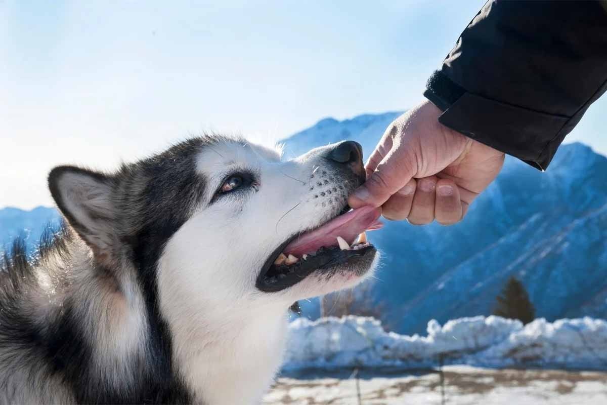 adamın elinden mama yiyen Alaska kurdu köpeği