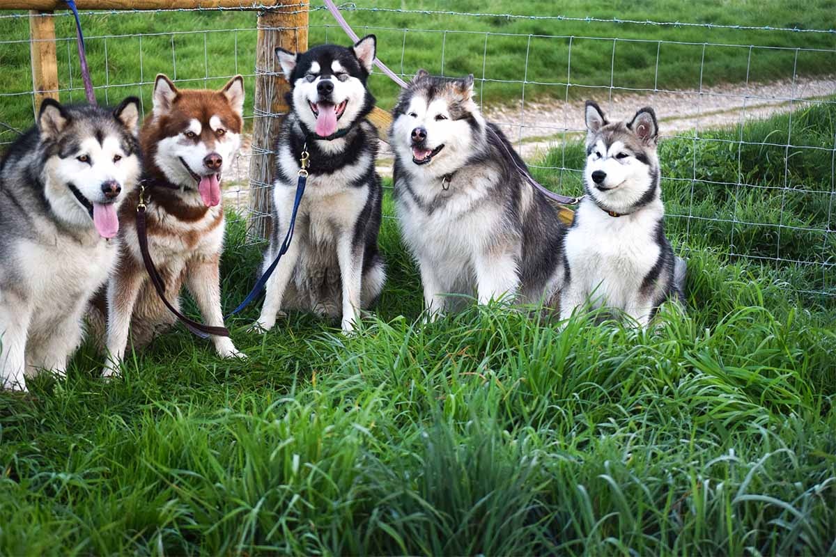 çevresi çitli arazide oturan köpekler
