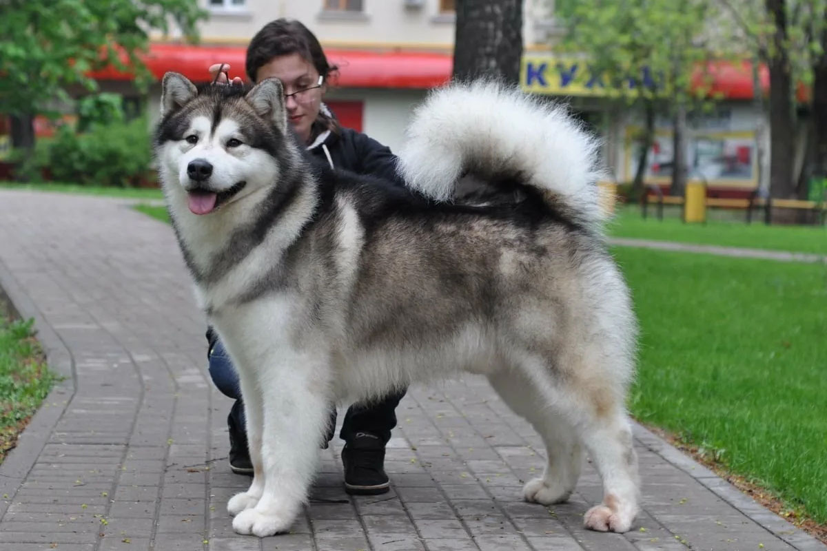 parkta gezdirilen Alaska malamute köpeği