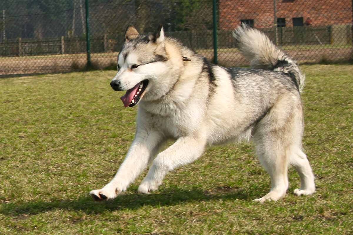tel çevrili güvenli alanda koşan Alaska malamute köpeği