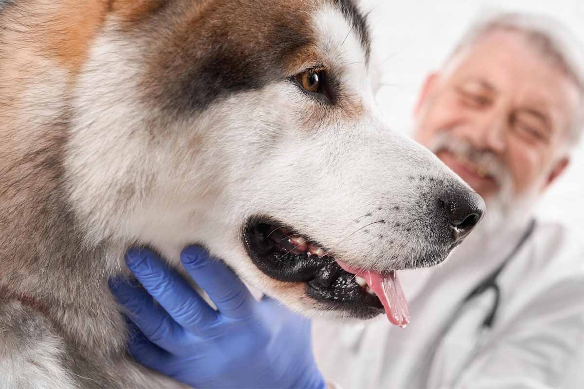 kafası veteriner hekim tarafından tutulan büyük köpek