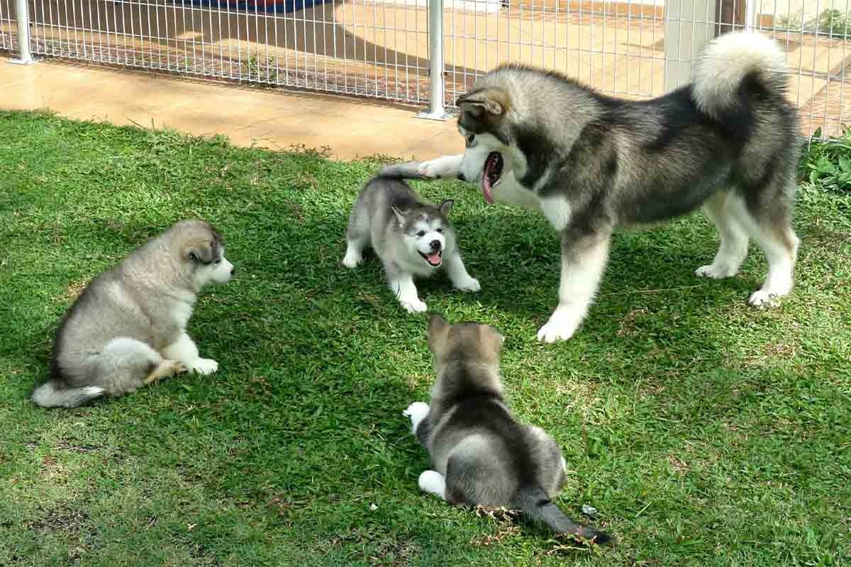 yavrularını patisiyle tutan Alaska kurdu köpeği